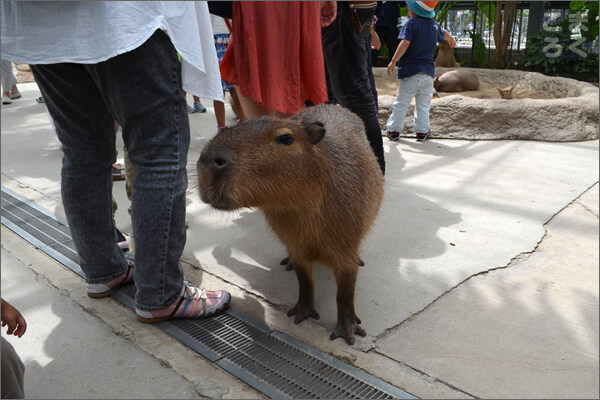 園内を我が物顔であるくカピバラさん