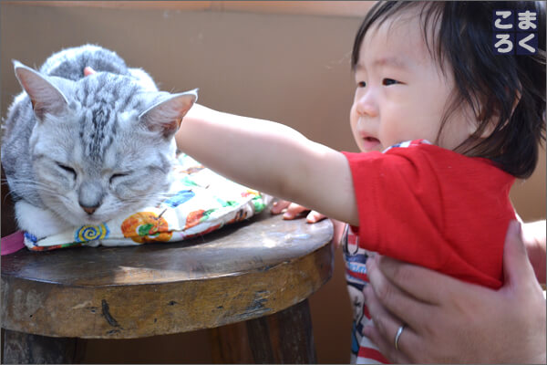 猫に触ろうとするも、ちょっと泣きそう（笑）